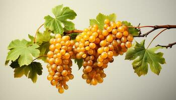 ai generato maturo uva grappoli nel vigneto, natura vivace autunno raccogliere generato di ai foto