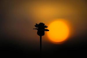 silhouette di fiori con tramonto foto