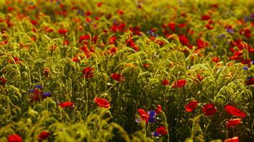 bellissimo soleggiato giorno nel campagna foto