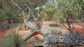 Sud Africa paesaggio con verde alberi foto