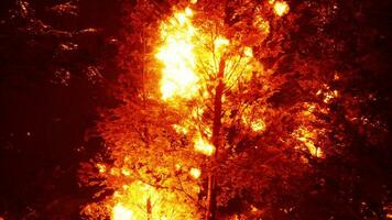 intenso fiamme a partire dal un' massiccio foresta fuoco foto