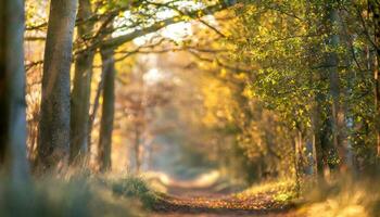 ai generato foresta nel il mattina foto