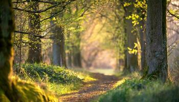 ai generato foresta nel il mattina foto