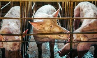 avvicinamento di maiale nel stabile, maiale allevamento azienda agricola nel gabbia suino attività commerciale nel ordinato.grande maiale su un' azienda agricola nel un' porcile, giovane grande domestico maiale a animale azienda agricola foto