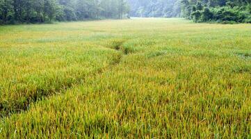 riso i campi con riso cereali vicino essere raccolto con nebbia e morbido luce del sole nel il mattina.fattoria risaia e agricoltura concetto. foto