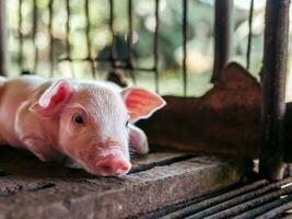 un' settimana maialino carino neonato su il maiale azienda agricola con altro maialini, avvicinamento foto