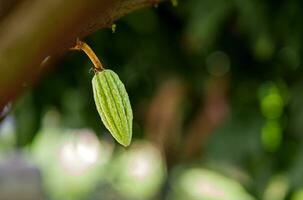 verde piccolo cacao baccelli ramo con giovane frutta e fioritura cacao fiori crescere su alberi. il cacao albero Theobroma cacao con frutta, crudo cacao albero pianta frutta piantagione foto