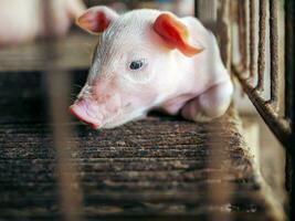 un' settimana maialino carino neonato su il maiale azienda agricola con altro maialini, avvicinamento foto