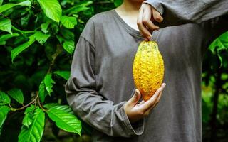 agricoltura giallo maturo cacao baccelli nel il mani di un' ragazzo contadino, raccolto nel un' cacao piantagione foto