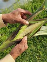 agricoltura biologica per la nutrizione foto