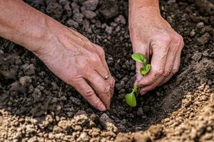 vecchio donna impianti piantine di giovane impianti nel il terra foto