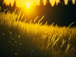 ai generato astratto morbido messa a fuoco tramonto campo paesaggio di giallo fiori e erba prato caldo d'oro ora tramonto Alba volta. tranquillo primavera estate natura avvicinamento e sfocato foresta sfondo. foto