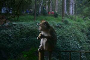 ritratto avvicinamento di un' giovane cynomolgus scimmia guardare direttamente in il telecamera, il foresta pluviale diffondere nel il sfondo. foto