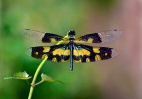 bellissimo libellule nel natura, natura immagini, bellezza nel natura, freschezza, fotografia foto