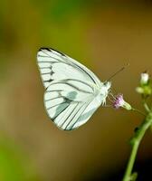 bellissimo farfalla nel natura, natura immagini, bellezza nel natura, freschezza, fotografia foto