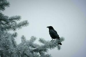 ai generato corvo su albero ramo nel inverno foto