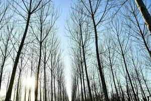 un' riga di alberi nel il mezzo di un' campo foto