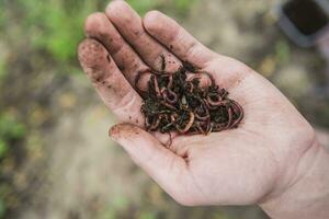 pescatore detiene nel il suo mano un' lotto di vermi per pesca foto