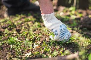 vecchio uomo mani sradicamento erbacce nel il suo giardino foto