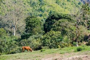 un' mucca pascolo nel il erba su un' pendio foto