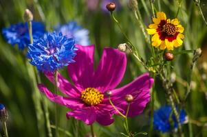 fiori nel vallorcina nel haute Savoie ,Francia foto