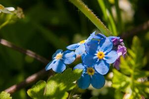 fiori nel loira foto