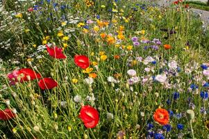 fiori nel vallorcina nel haute Savoie ,Francia foto