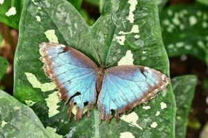 un' blu farfalla su un' verde foglia foto