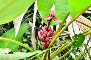 un' Banana albero con un' fiore su esso foto