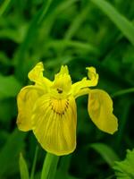 giallo iris nel il selvaggio foto