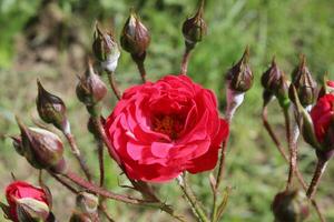 uno di il maggior parte bellissimo fiori nel kurdistan foto