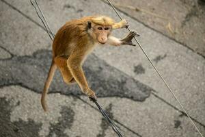 immagine di il tocco macaco è un' rossastro Marrone colorato vecchio mondo scimmia endemico per sri lanka foto