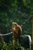 immagine di il tocco macaco è un' rossastro Marrone colorato vecchio mondo scimmia endemico per sri lanka foto