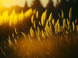 ai generato astratto morbido messa a fuoco tramonto campo paesaggio di giallo fiori e erba prato caldo d'oro ora tramonto Alba volta. tranquillo primavera estate natura avvicinamento e sfocato foresta sfondo. foto