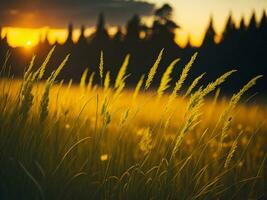 ai generato astratto morbido messa a fuoco tramonto campo paesaggio di giallo fiori e erba prato caldo d'oro ora tramonto Alba volta. tranquillo primavera estate natura avvicinamento e sfocato foresta sfondo. foto