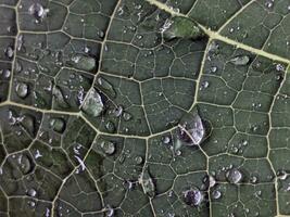 un' avvicinamento di un' verde foglia con acqua goccioline su esso. foto