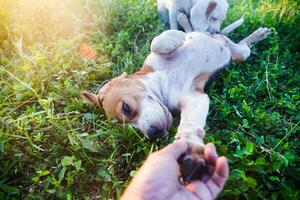 un' carino beagle dire bugie su suo indietro nel erba campo tremante mani con suo proprietario, selettivo messa a fuoco ,poco profondo profondità di campo. foto