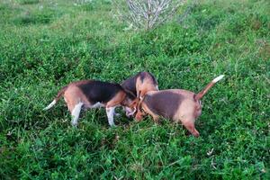 un' banda di beagle cani giocare nel il verde erba nel il azienda agricola nel il sera. foto
