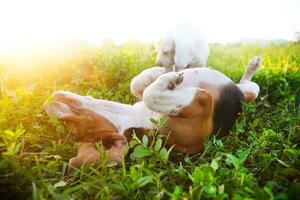 un' carino beagle dire bugie su suo indietro nel erba campo selettivo messa a fuoco ,poco profondo profondità di campo. foto