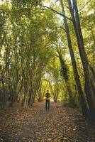 turista sta nel foresta durante il autunno stagione. il gioia di autunno. parco nel colori nel Gand, fiandre regione, Belgio foto