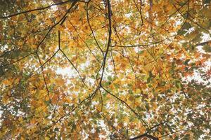 colorato autunno foresta nel hoge kempen nazionale parco, orientale Belgio durante tramonto. un' camminare attraverso il natura selvaggia nel il fiandre regione nel novembre foto