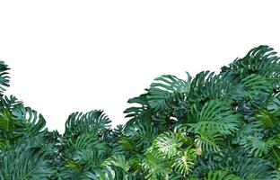 Monstera foglia, tropicale botanico pianta nel elegante decorativo design isolato su vuoto sfondo foto