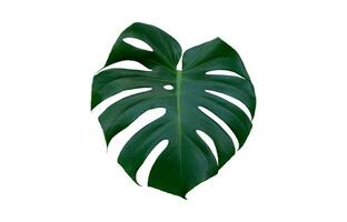 Monstera foglia, tropicale botanico pianta nel elegante decorativo design isolato su vuoto sfondo foto