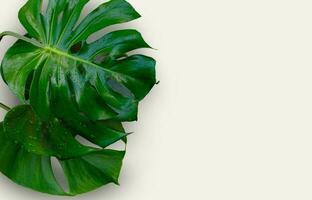 Monstera foglia, tropicale botanico pianta nel elegante decorativo design isolato su vuoto sfondo foto