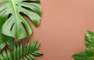 Monstera foglia, tropicale botanico pianta nel elegante decorativo design isolato su vuoto sfondo foto