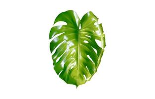 Monstera foglia, tropicale botanico pianta nel elegante decorativo design isolato su vuoto sfondo foto