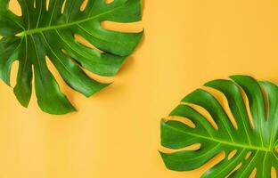 Monstera foglia, tropicale botanico pianta nel elegante decorativo design isolato su vuoto sfondo foto