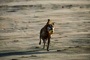 un' cane in esecuzione su il spiaggia con un' palla nel suo bocca foto