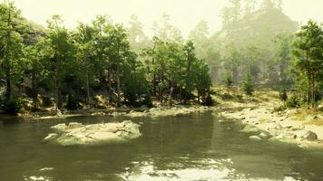 un' fiume in esecuzione attraverso un' foresta pieno con molte di alberi foto