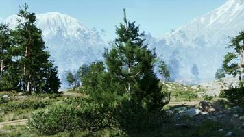 un' grande roccia formazione denso con pino alberi foto